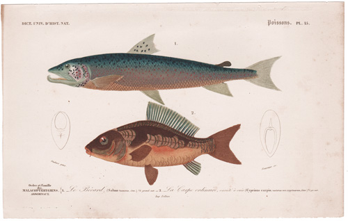 Silver Salmon, Carp